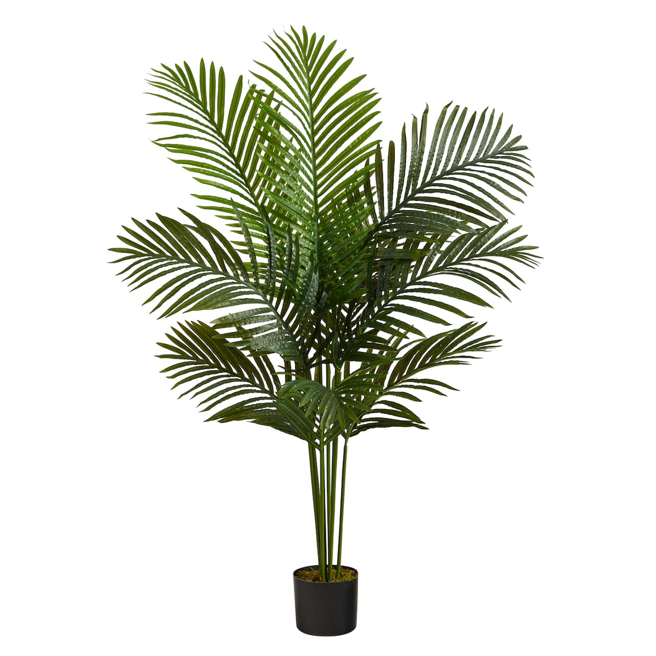 4ft. Potted Paradise Palm Tree